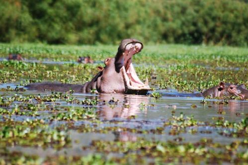 lake-naivasha-safari